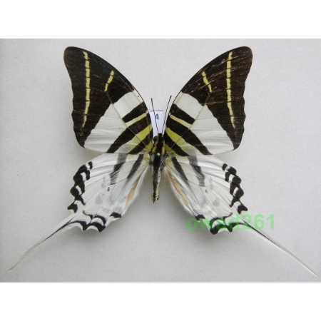 Graphium androcles (Boisduval 1836) Indonesia, Seram 80mm4